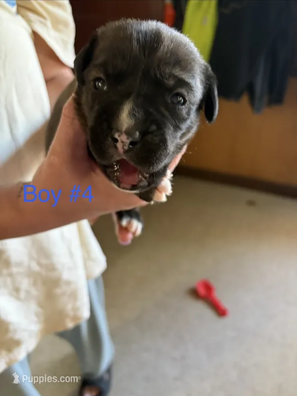 Puppy 3 – Boxer puppy for sale in Normal, IL