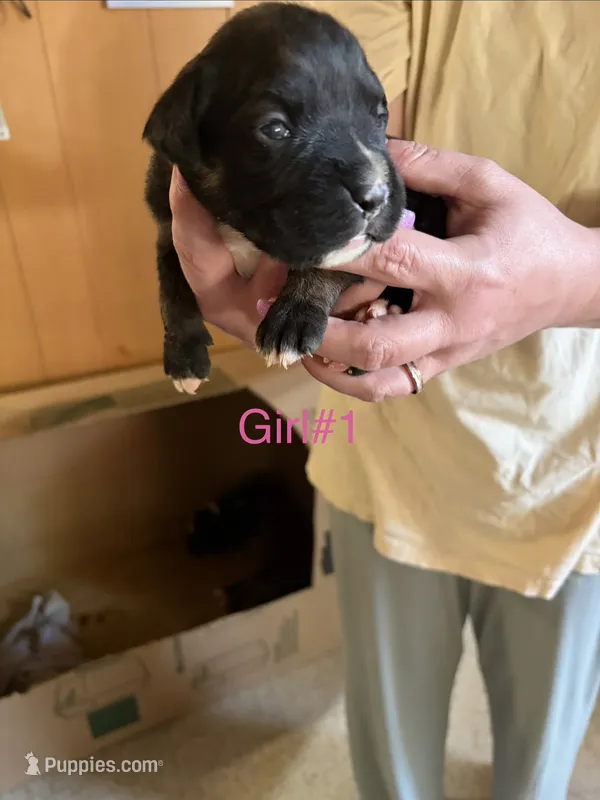Puppy 2 – Boxer puppy for sale in Normal, IL