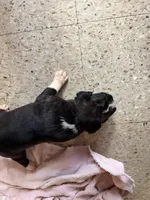 Puppy 4, a male Boxer for sale in Normal, IL – 2 of 4
