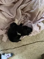 Puppy 4, a male Boxer for sale in Normal, IL – 3 of 4