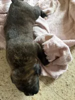 Puppy 3, a male Boxer for sale in Normal, IL – 3 of 3