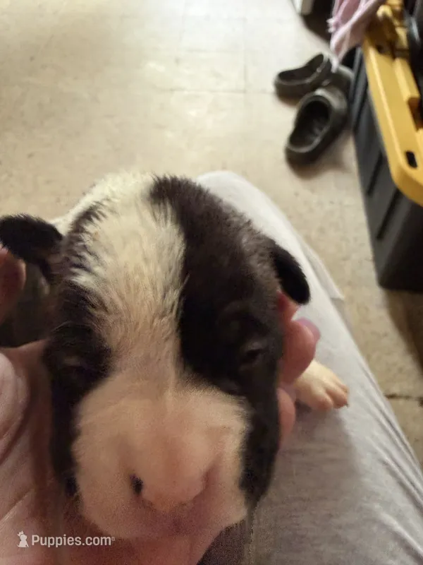 Puppy 7 – Boxer puppy for sale in Normal, IL