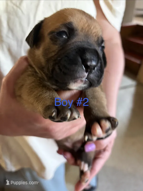Puppy 8 – Boxer puppy for sale in Normal, IL