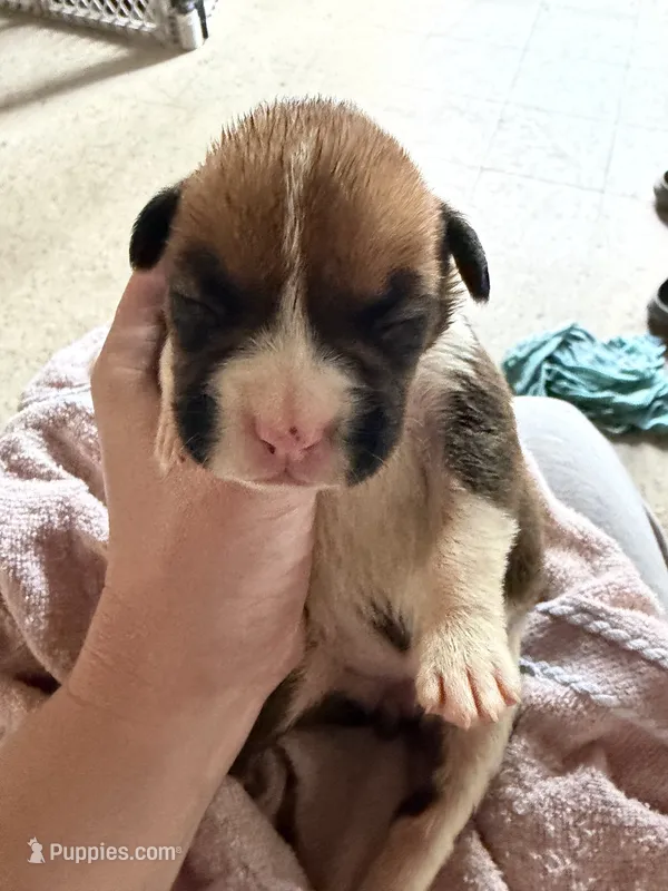 Puppy 1 – Boxer puppy for sale in Normal, IL