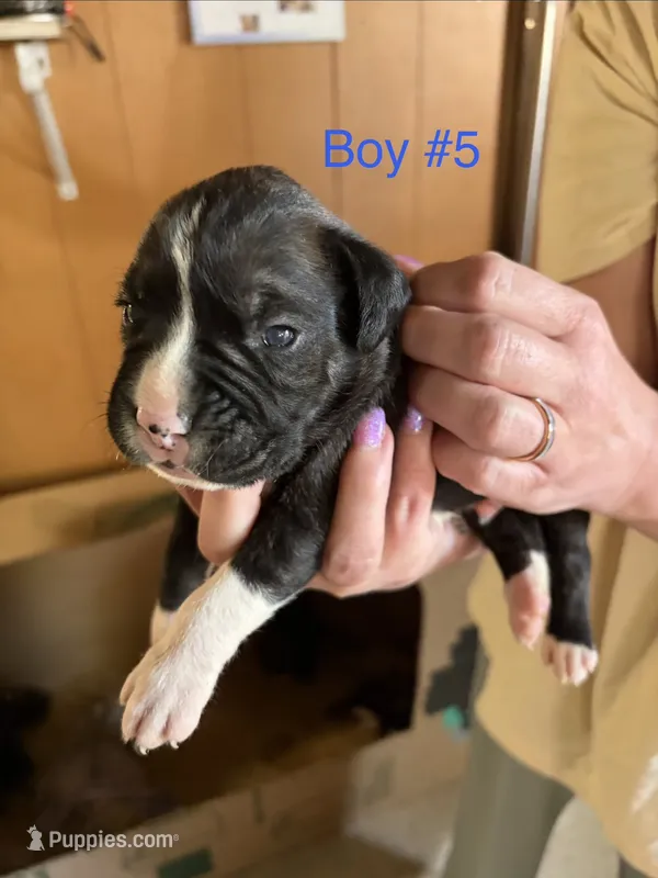 Puppy 4 – Boxer puppy for sale in Normal, IL