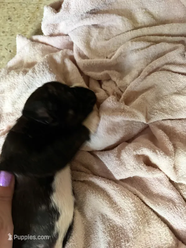 Puppy 5 – Boxer puppy for sale in Normal, IL