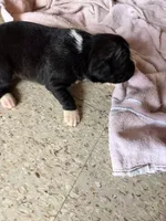 Puppy 5, a male Boxer for sale in Normal, IL – 2 of 3