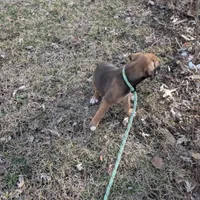Boxer puppy , a male Boxer for sale in Normal, IL – Photo 6 of 8