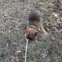 Boxer puppy , a male Boxer for sale in Normal, IL – Photo 7 of 8