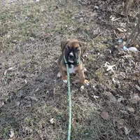 Boxer puppy , a male Boxer for sale in Normal, IL – Photo 4 of 8