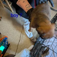 Boxer puppy , a male Boxer for sale in Normal, IL – Photo 5 of 8