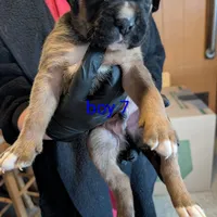 Boxer puppy , a male Boxer for sale in Normal, IL – Photo 3 of 8