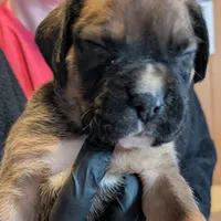 Boxer puppy , a male Boxer for sale in Normal, IL – Photo 2 of 8
