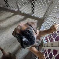 Boxer puppy , a male Boxer for sale in Normal, IL – Photo 1 of 8