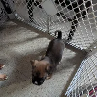 Boxer puppy , a male Boxer for sale in Normal, IL – Photo 8 of 8