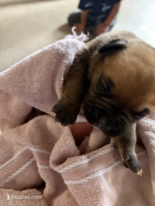 Puppy 8 – Boxer puppy for sale in Normal, IL
