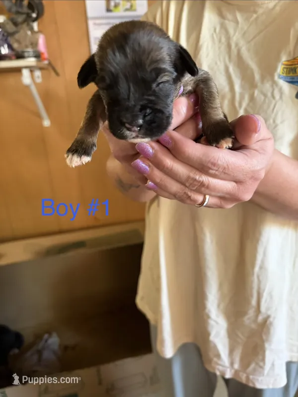 Puppy 6 – Boxer puppy for sale in Normal, IL