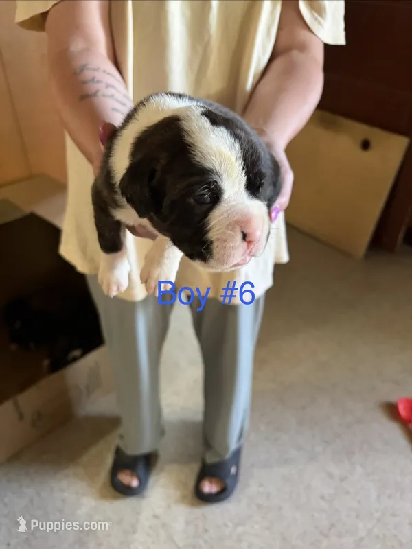 Puppy 7 – Boxer puppy for sale in Normal, IL
