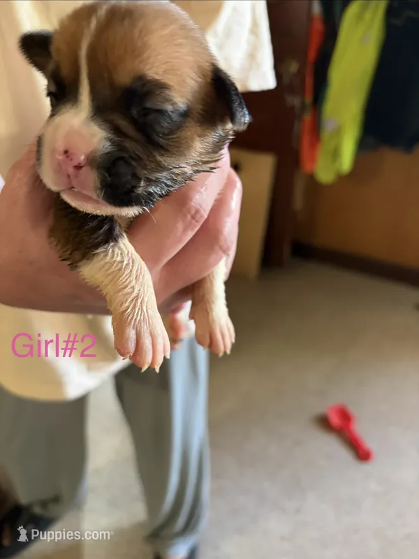 Puppy 1 – Boxer puppy for sale in Normal, IL
