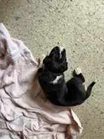 Puppy 4, a male Boxer for sale in Normal, IL – 4 of 4