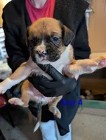 Boy 4, a male Boxer for sale in Normal, IL – Photo 1 of 2