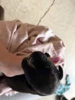 Puppy 2, a female Boxer for sale in Normal, IL – 3 of 4
