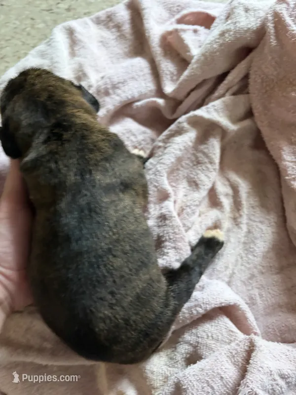 Puppy 3 – Boxer puppy for sale in Normal, IL