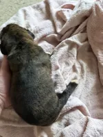 Puppy 3, a male Boxer for sale in Normal, IL – 1 of 3