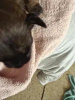 Puppy 6, a male Boxer for sale in Normal, IL – 3 of 6