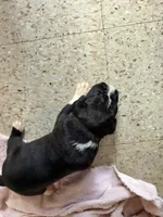 Puppy 4, a male Boxer for sale in Normal, IL – 1 of 4