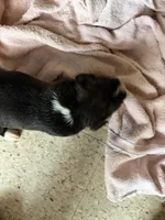 Puppy 5, a male Boxer for sale in Normal, IL – 3 of 3