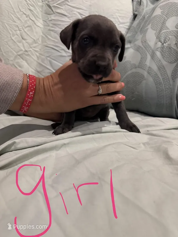 Girl 4 – Cane Corso puppy for sale in Waddy, KY