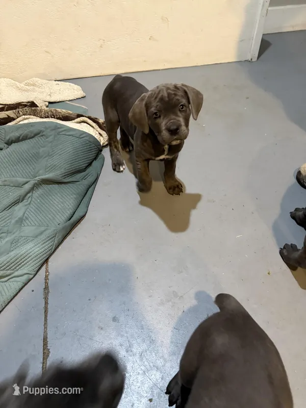 Girl 4 – Cane Corso puppy for sale in Waddy, KY
