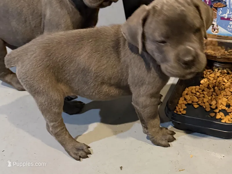Boy 5 – Cane Corso puppy for sale in Waddy, KY