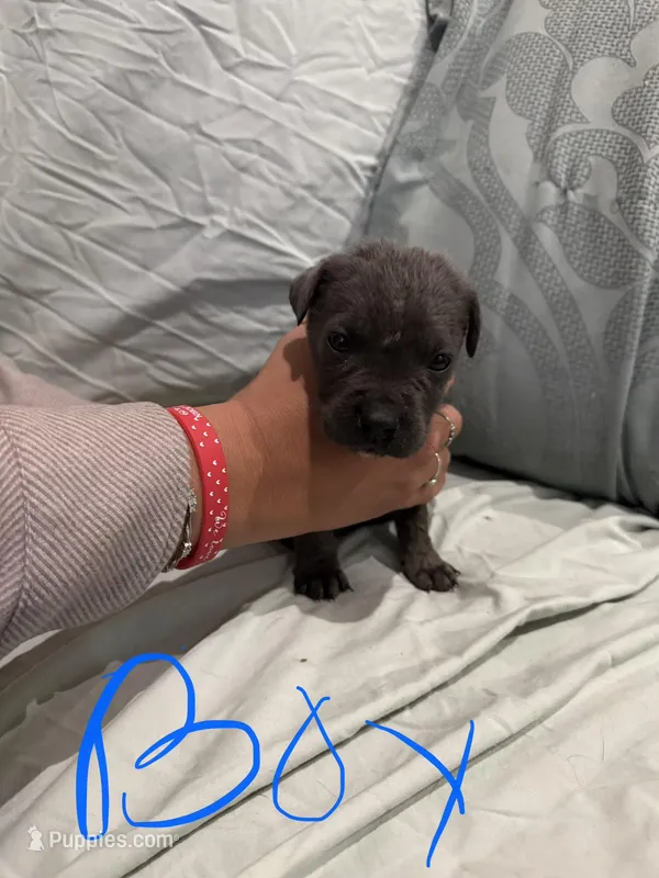 Boy 5 – Cane Corso puppy for sale in Waddy, KY