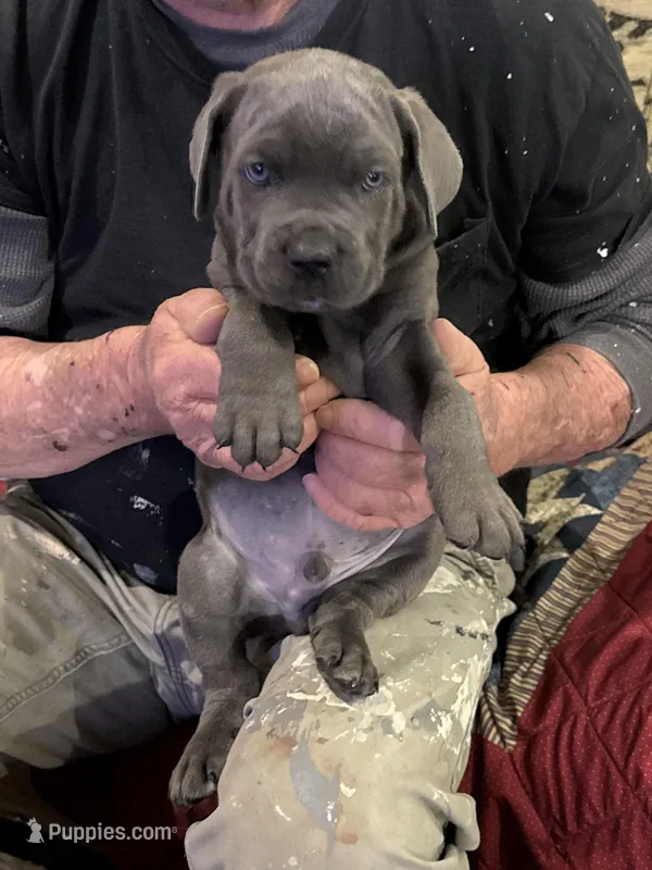 Blu – Cane Corso puppy for sale in Waddy, KY