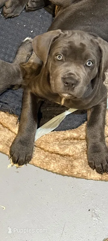 Girl 3 – Cane Corso puppy for sale in Waddy, KY