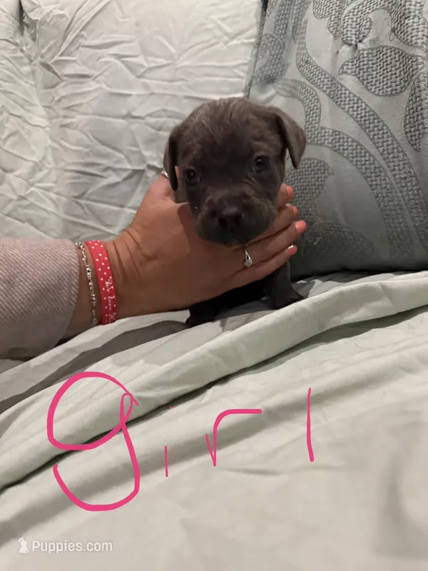 Girl 3 – Cane Corso puppy for sale in Waddy, KY