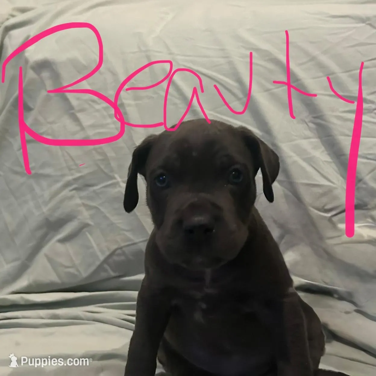 Girl 3, a female Cane Corso for sale in Waddy, KY – Photo 2 of 2