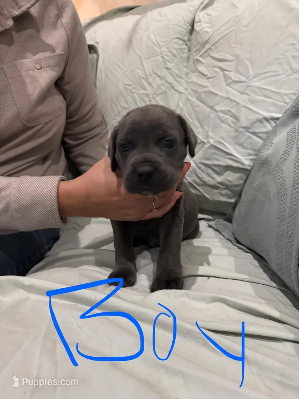 Boy 7 – Cane Corso puppy for sale in Waddy, KY