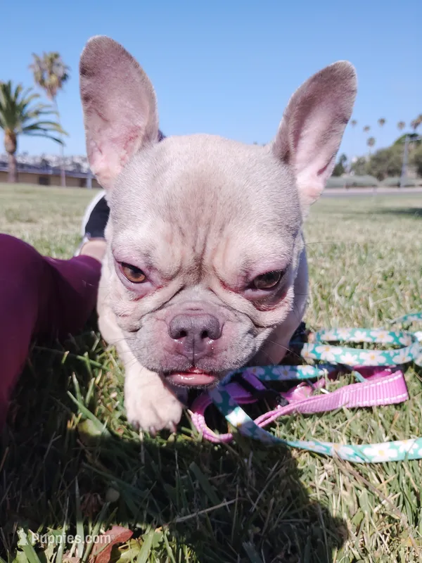 Lotto – French Bulldog puppy for sale in San Pedro, CA