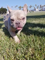 Lotto, a female French Bulldog for sale in San Pedro, CA – 5 of 5