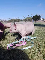 Lotto, a female French Bulldog for sale in San Pedro, CA – 2 of 5