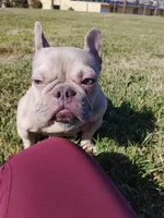 Lotto, a female French Bulldog for sale in San Pedro, CA – 4 of 5