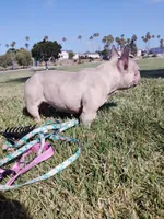 Lotto, a female French Bulldog for sale in San Pedro, CA – 3 of 5