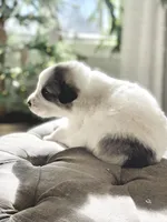Bruce (green collar), a male Great Pyrenees for sale in Fort Calhoun, NE – Photo 5 of 8