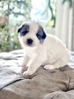 Bruce (green collar), a male Great Pyrenees for sale in Fort Calhoun, NE – Photo 3 of 8