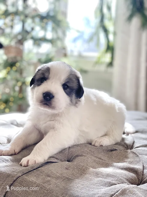 Bruce (green collar)