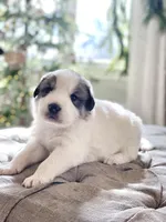 Bruce (green collar), a male Great Pyrenees for sale in Fort Calhoun, NE – Photo 1 of 8