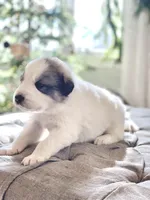 Bruce (green collar), a male Great Pyrenees for sale in Fort Calhoun, NE – Photo 4 of 8